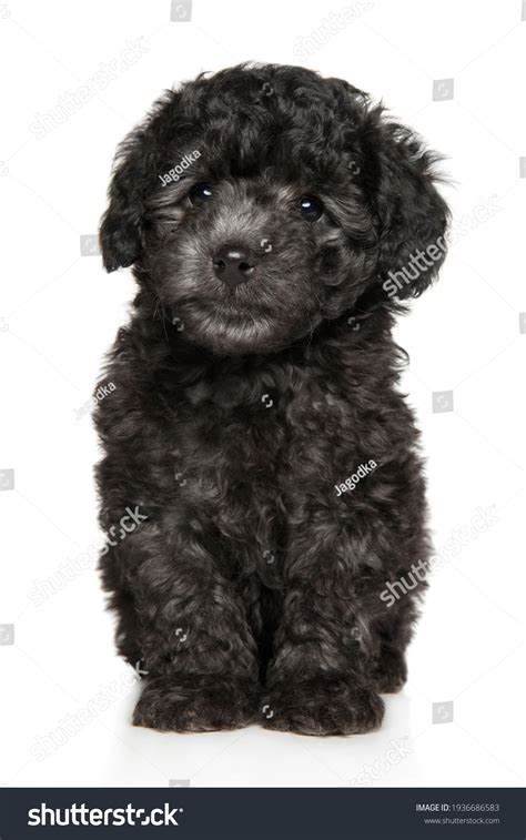 428 Gray Toy Poodle Puppies Images, Stock Photos & Vectors | Shutterstock