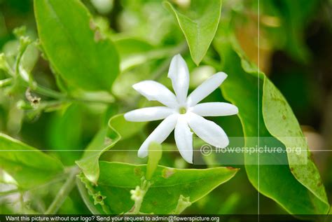 Jasminum Auriculatum Indian Jasmine