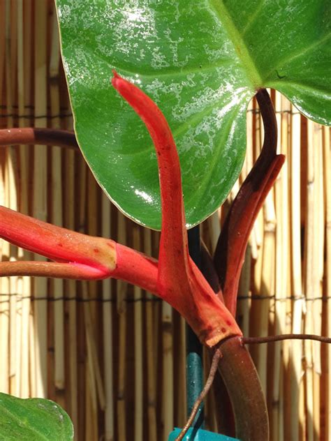 Philodendron Anderson Red Plant In X X Pot Kens Philodendrons