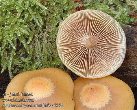 Kuehneromyces Mutabilis Sheathed Woodtuft Foranderlig Skalhat