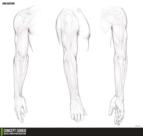 Anatomy Resource The Arms Human Anatomy Drawing Concept Art