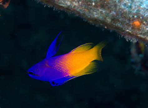 Under Pressure World Fairy Basslet Nassau Bahamas