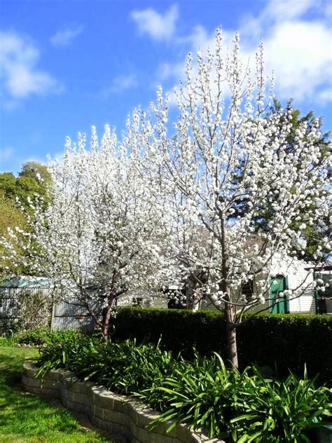 5 fast growing shade trees australia – Artofit