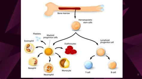 Leukopoiesis