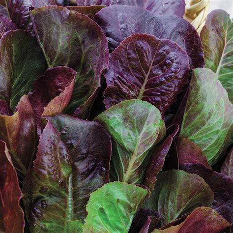 Cimarron Romaine Lettuce Gurney S Seed Nursery Co