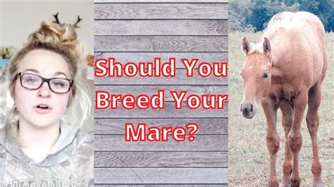 Should You Really Breed Your Mare Traits That Make A Good Broodmare