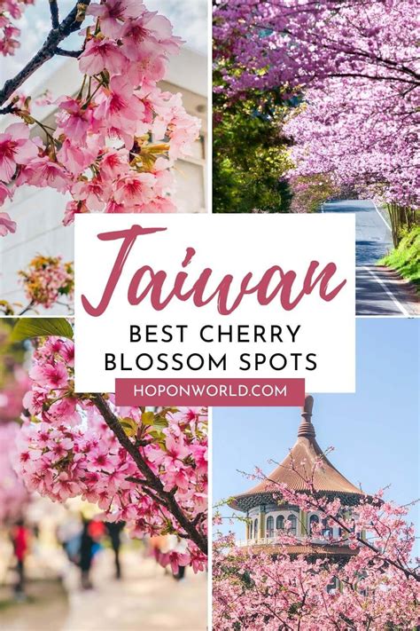 10 Dreamy Places To See Cherry Blossoms In Taiwan In 2024 Hoponworld