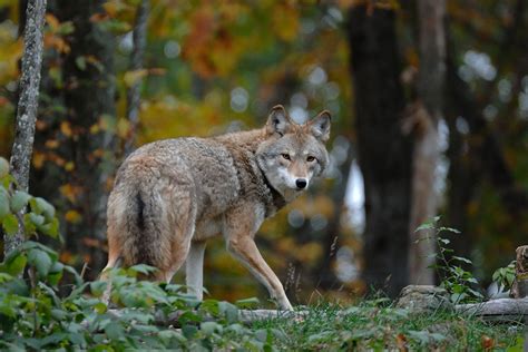 Is Your Farm an Ecosystem in Balance? - Farming with Carnivores Network