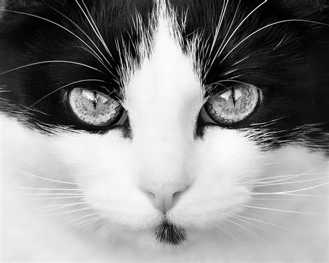 猫 黒と白 目 Pixabayの無料写真 Pixabay