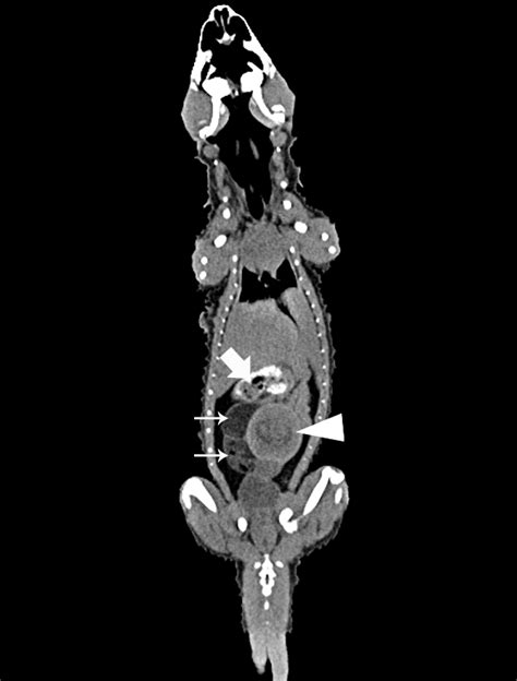 Computed Tomography Scan Image Of The Female Leachs Giant Gecko