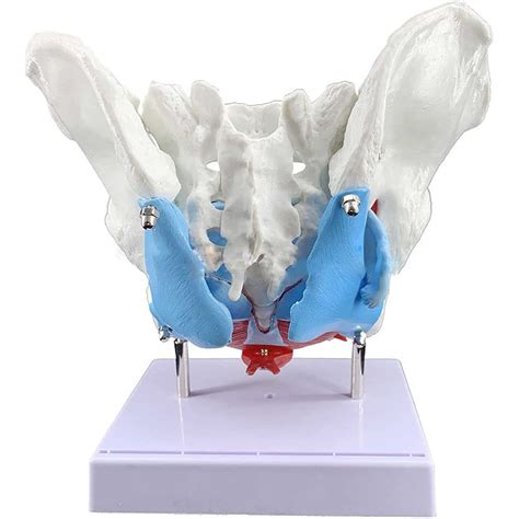 Buy Jucheng Female Pelvis Skeleton Model Perineum Model Anatomical