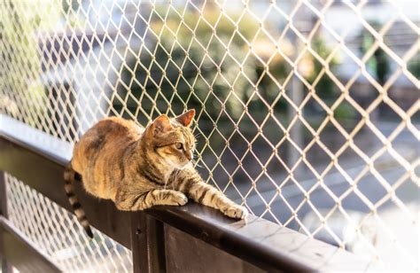 Pesquisa aponta por que você NÃO deve deixar o gato sair