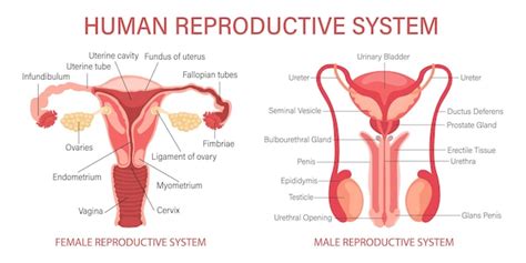 Premium Vector The Human Reproductive System Anatomy Of The Internal