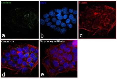 Laminin Monoclonal Antibody A5 Invitrogen 100 μL Unconjugated