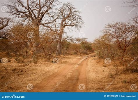 Birds Running Away On Sandy Road Wild Life In Safari Baobab And Bush