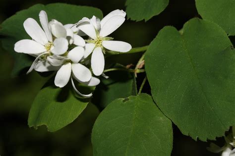 Saskatoon Serviceberry - Rock Bridges Trees