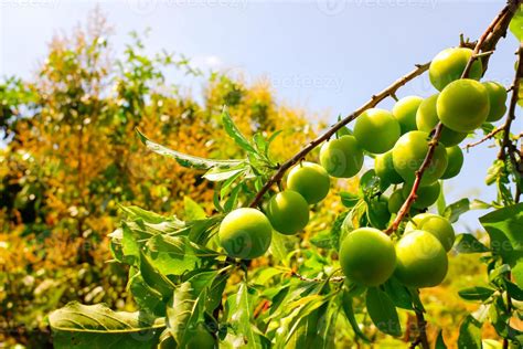 Prunus Salicina