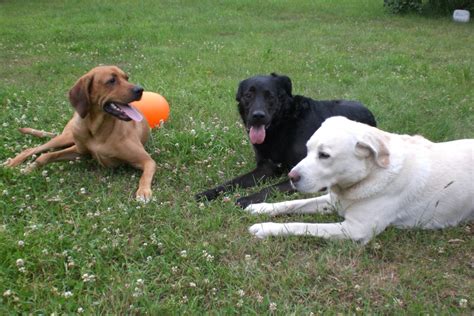 Fotos Gratis Negro Perros Vertebrado Labrador Retriever Raza