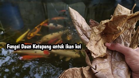 Khasiat Daun Ketapang Untuk Ikan Alextaroerickson