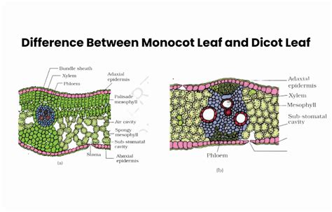 Difference Between Monocot Leaf And Dicot Leaf