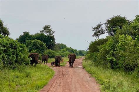 Tripadvisor Tagesausflug Zum Safaripark Ab Kigali Zur Verf Gung