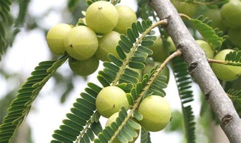 “Amalaka Tree” Medicinal uses and Health Benefits, Dosage, Facts ...