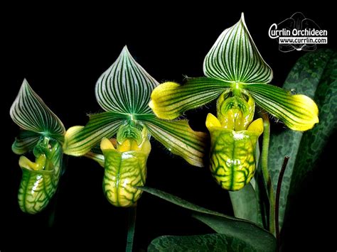 Paphiopedilum Venustum Var Album Currlin Orchideen