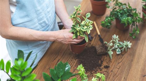 How And When To Repot Houseplants A Repotting Plant Guide