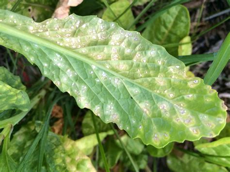 White Rust Of Mustard Pathogen Albugo Candida Read … Flickr