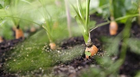 Minist Re De L Agriculture Et De L Alimentation On Twitter Communiqu