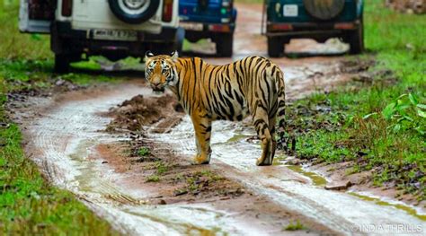 Jim Corbett Weather Temperature Best Time To Visit India Thrills