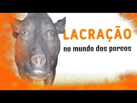 A Lacra O No Mundo Dos Porcos Blood Bacon Ep Piloto Youtube