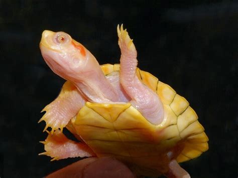 Leucistic Albino Red Eared Sliders For Sale The Turtle Source