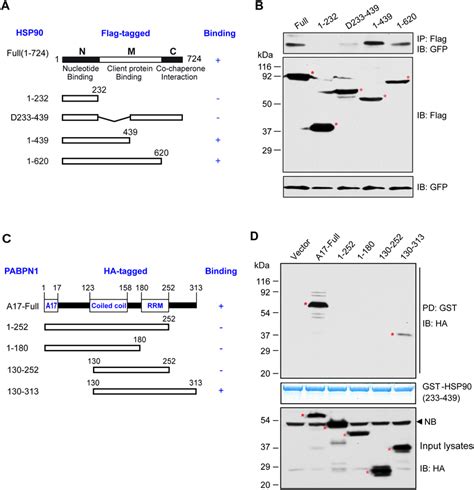 Identification Of The Domains Responsible For The Interaction Between