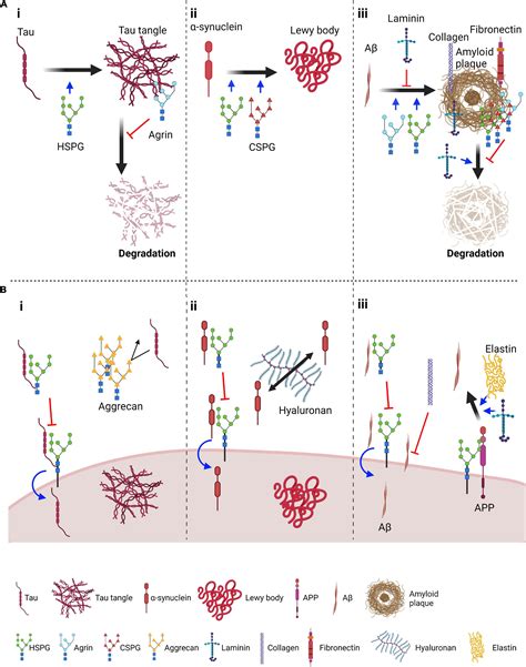 Frontiers The Role Of Extracellular Matrix Components In The