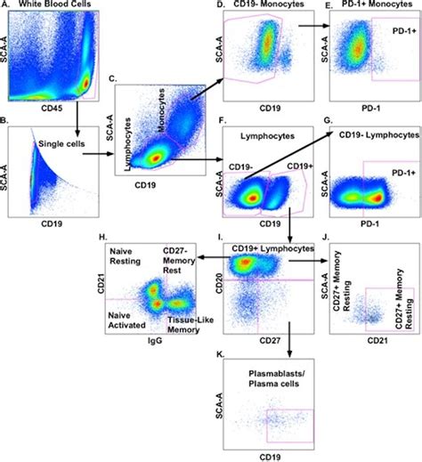 B Cell Gating Strategy Used To Characterize Activation And Cellular