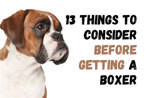 Consider These 13 Factors Before Getting a Boxer Dog