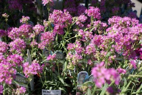 Lychnis alpina -Artic campion - New York Plants HQ