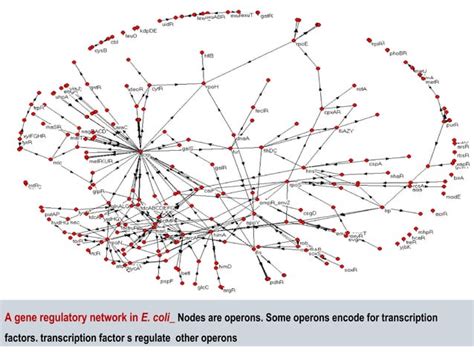 Gene regulatory networks