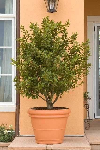 10 Top Trees To Grow In Containers Patio Trees Potted Trees Trees To Plant