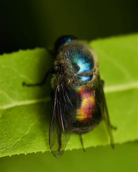 moscas Florícolas de Chile on Instagram Mosca colibrí Lasia sp