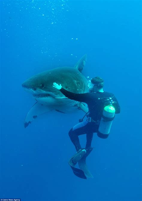 Diver fearlessly pats nose of a great white shark | Daily Mail Online