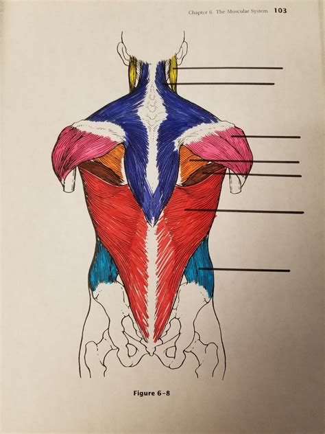 Posterior Torso Muscles Diagram Diagram Quizlet The Best Porn Website