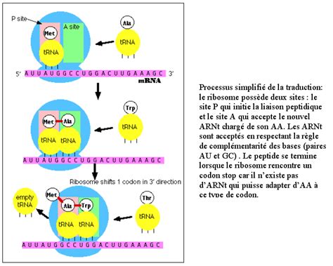 Les bases de la biologie moléculaire Principe de la traduction