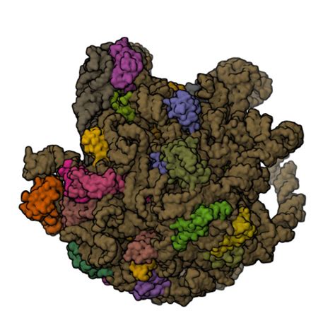 RCSB PDB 8WIC Cryo EM Structure Of Mycobacterium Smegmatis 50S