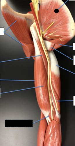 Anatomy Lab Muslces Joints Articulations Flashcards Quizlet