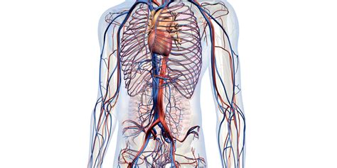 Types Of Treatments For Vascular Diseases