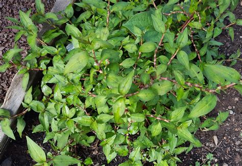 Vietnamese Coriander - Advice From The Herb Lady