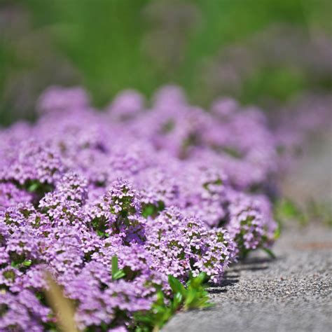 Thyme Lawn Everything You Need To Know Seeds Of Plenty