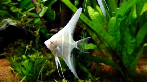 Pterophyllum Altum Peruensis Albino Skalaariad Akvaariumi Kalad